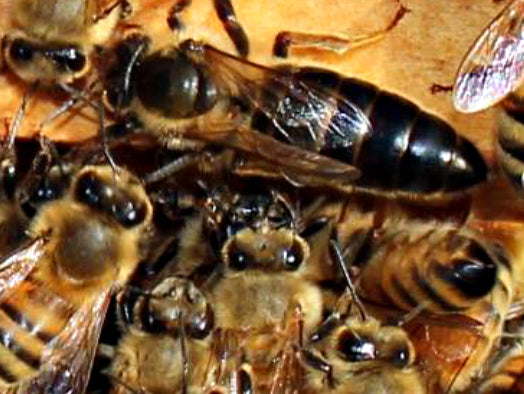 Martha Carpenter Mite Mauler Queens $45 each