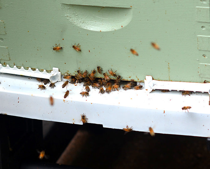 Bee Smart Ultimate Bottom Board